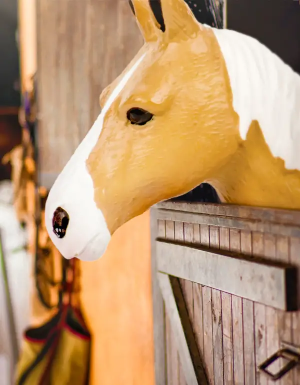 Terra - Akhal-Teke - Image 2